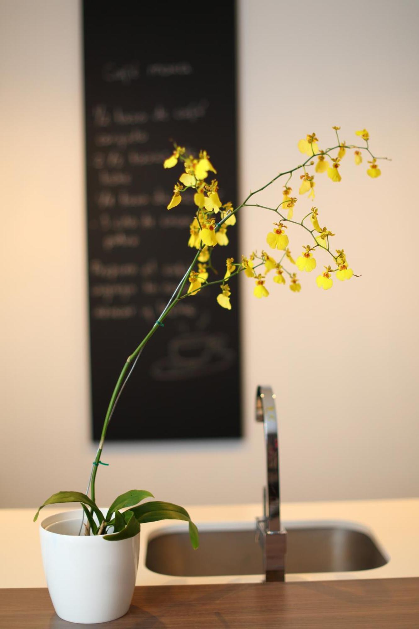 Sites Hotel Medellín Exteriér fotografie A yellow orchid